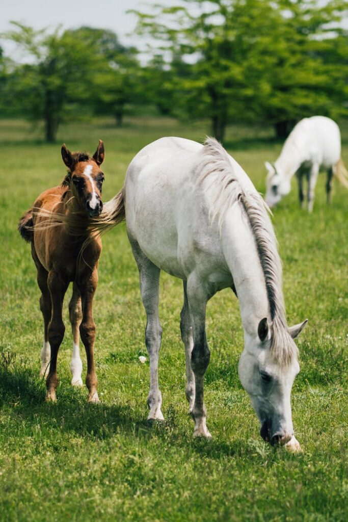 A serene scene of horses grazing in the lush pastures of Afipsip, Russia.