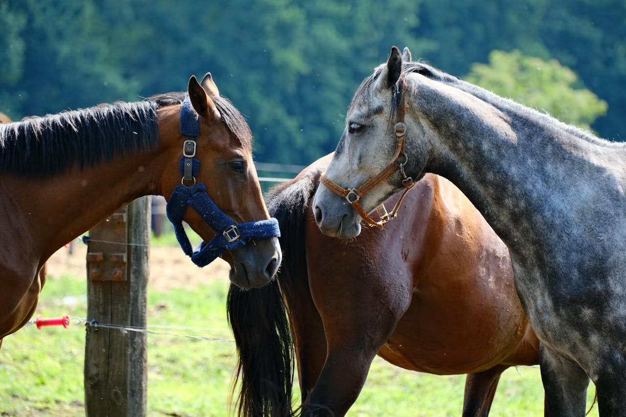 Two horses engaged in a gentle interaction in a sunny outdoor pasture.