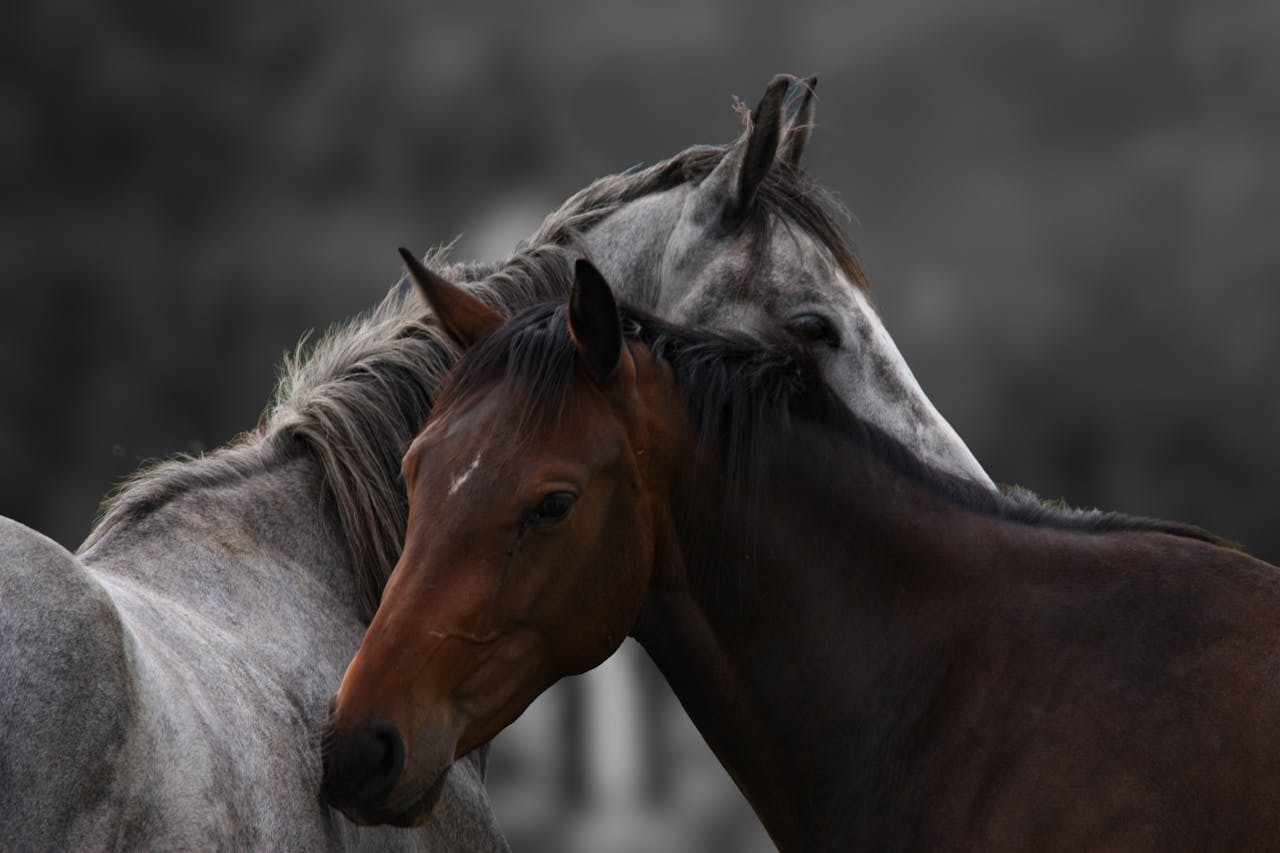 A touching close-up of two horses embracing, showcasing animal affection and bond.