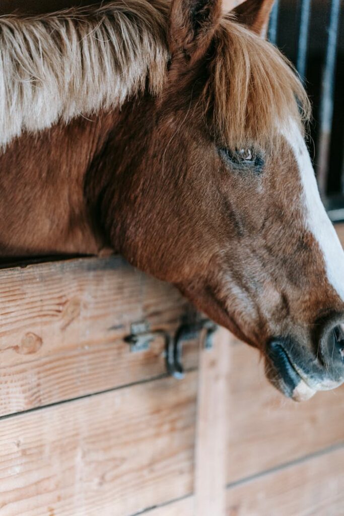 A detailed close-up shot of a brown horse peering out of a wooden stable.