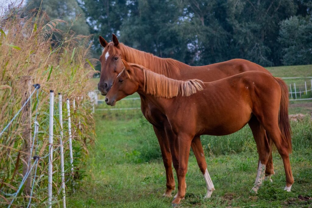 Two brown horses standing together in a serene rural pasture, surrounded by lush greenery.